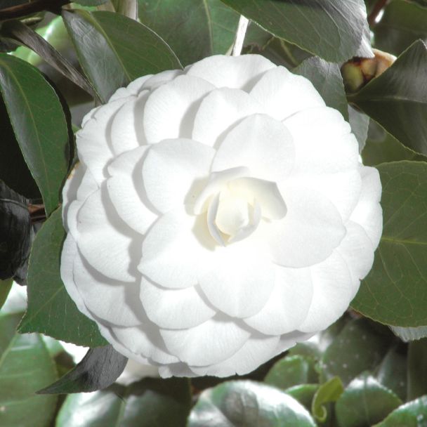 Kamelie 'Nuccio's Gem', weiß