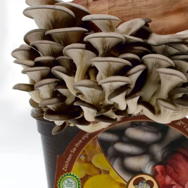 BIO Austernpilz Kaffeesatz-Set