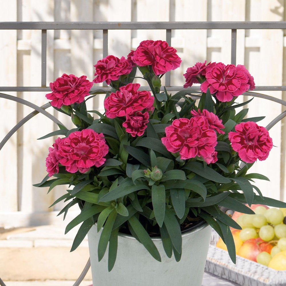 SetPreis 9 x �Super Trouper®� GartenNelken Stauden