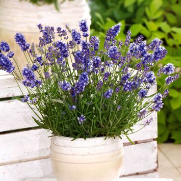 Echter Lavendel