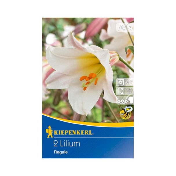 Königslilie