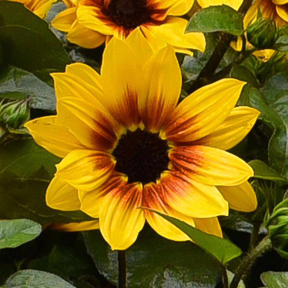 Sonnenblume SUNbelievable kaufen | Ahrens+Sieberz - Pflanzenversand &  Gartenbedarf