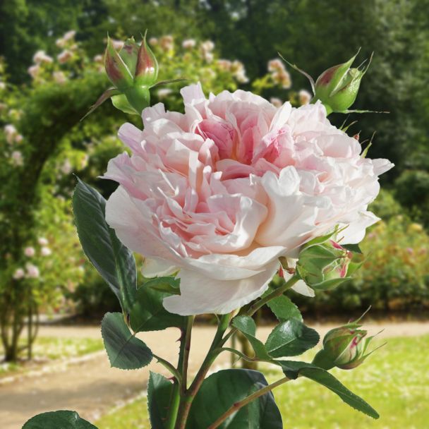 Inselrose 'Guernsey®'
