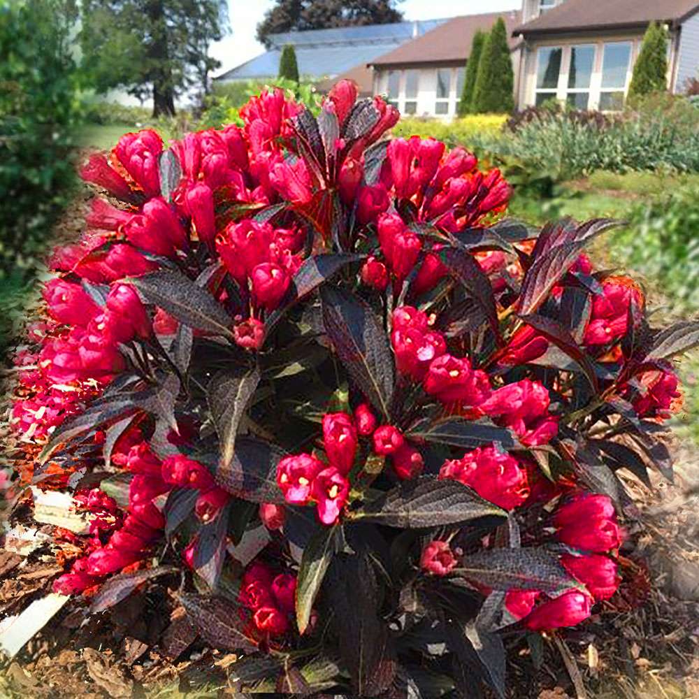 Weigelie Electric Love kaufen Ahrens+Sieberz Pflanzenversand