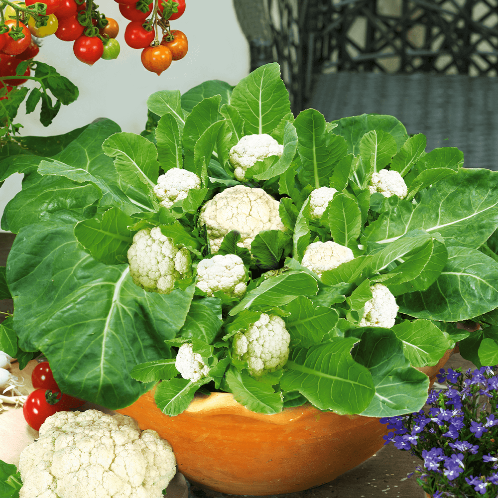 Капуста на балкон. Цветной капусты (Brassica cauliflora).. Капуста цветная Расада. Ростки цветной капусты. Blumenkohl.