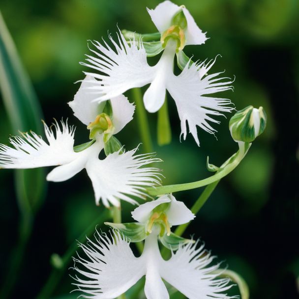 Asiatische weiße Vogelblume