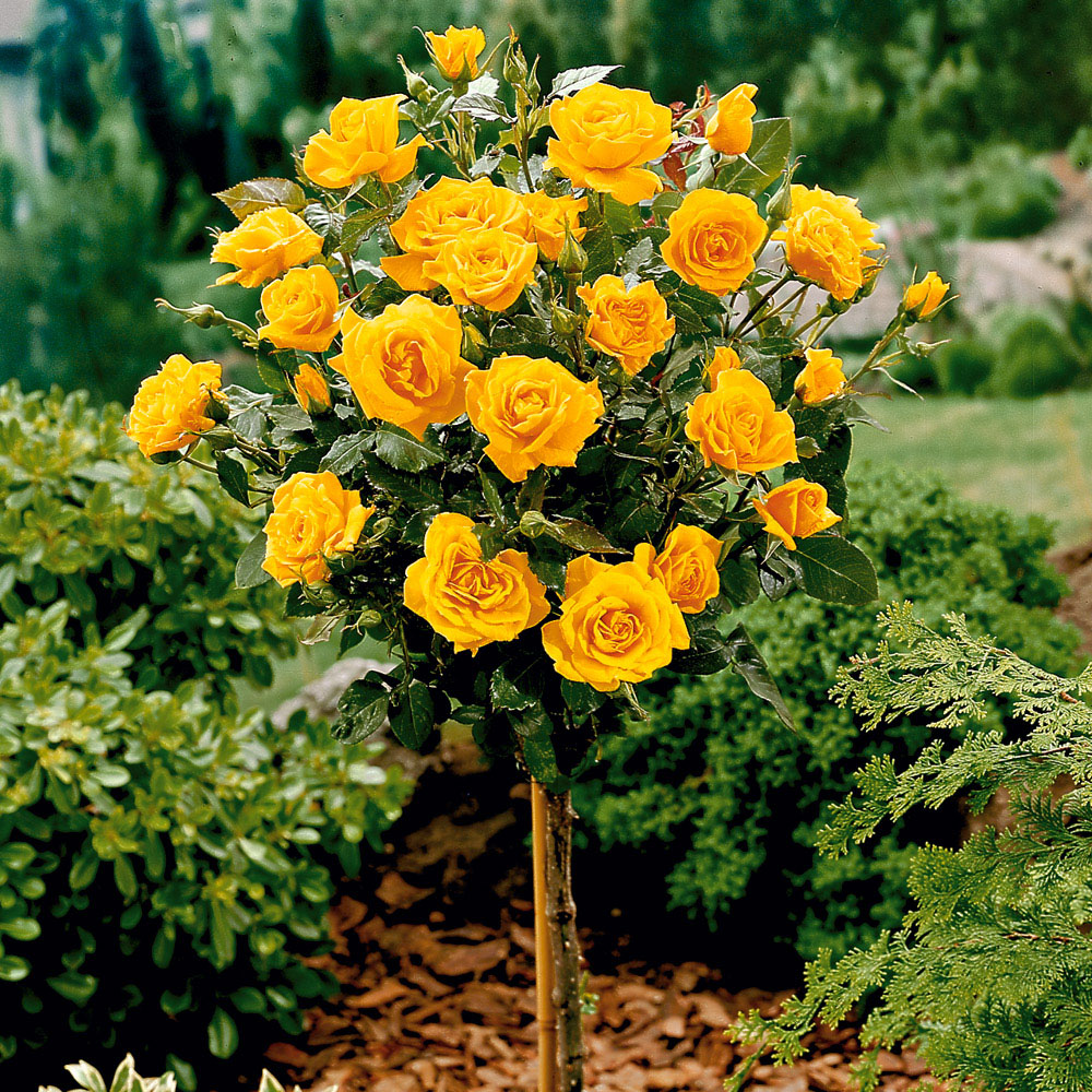 Hochstammrosen 110 Cm