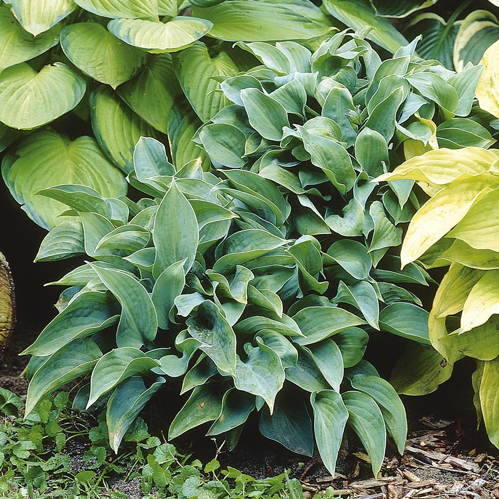 Hosta Hybriden Halycon Hostas Blattstauden Stauden Ahrens Sieberz Pflanzenversand Gartenbedarf