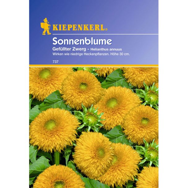 Sonnenblume 'Gefüllter Zwerg'