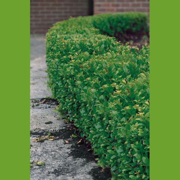 Ilex 'Dark Green'