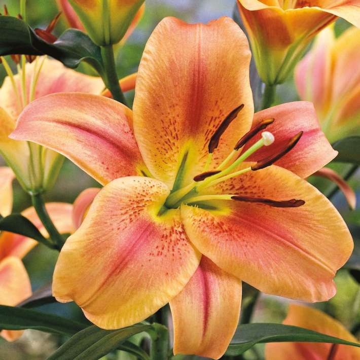 SetPreis 4 Riesen Baum Lilien Lilien Blumenzwiebeln Ahrens