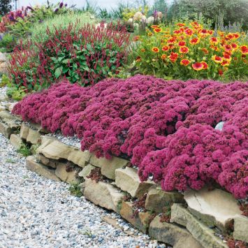 Sedum, Fetthenne und Mauerpfeffer kaufen Ahrens+Sieberz