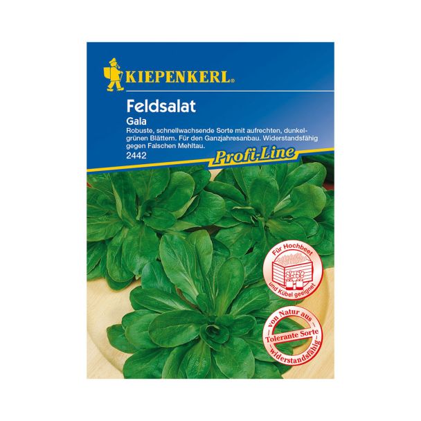 Feldsalat 'Gala'
