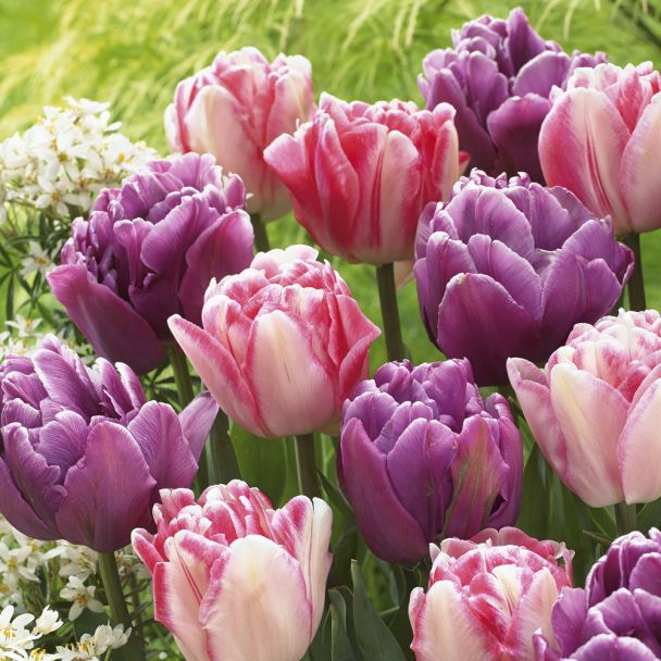 Tulpenmischung Lemon and Purple