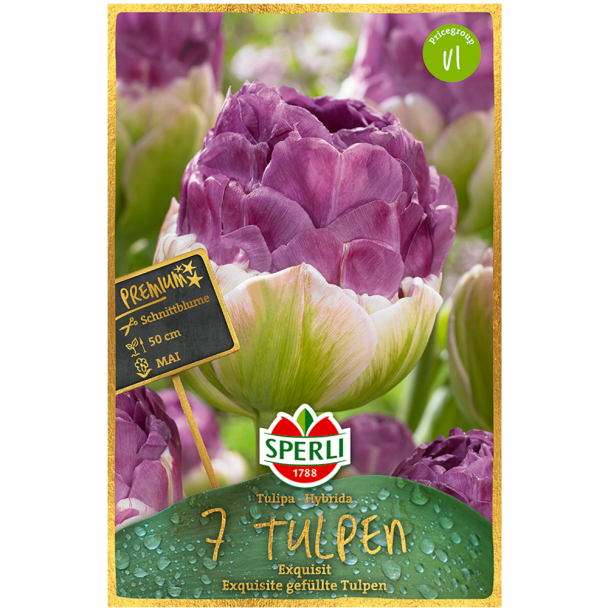 Sperli Premium Tulpen Exquisit