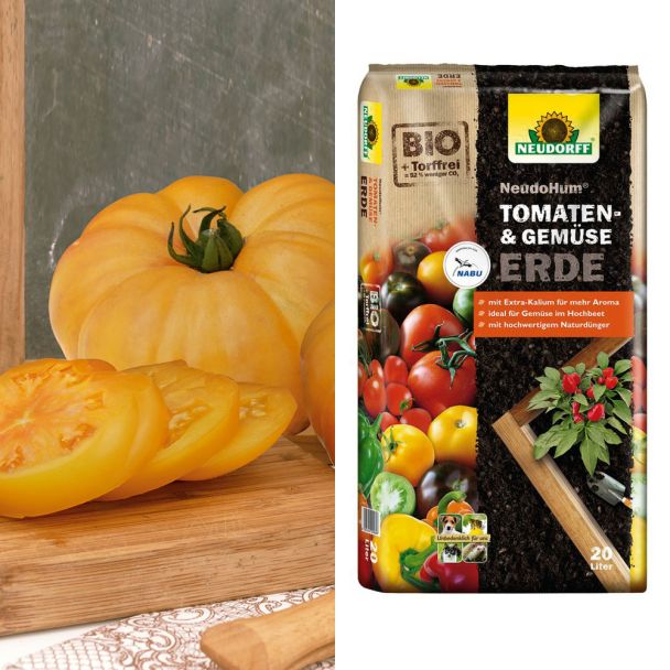 Fleischtomate Golden Ananas + NeudoHum® Tomaten- und Gemüseerde (Sparangebot)