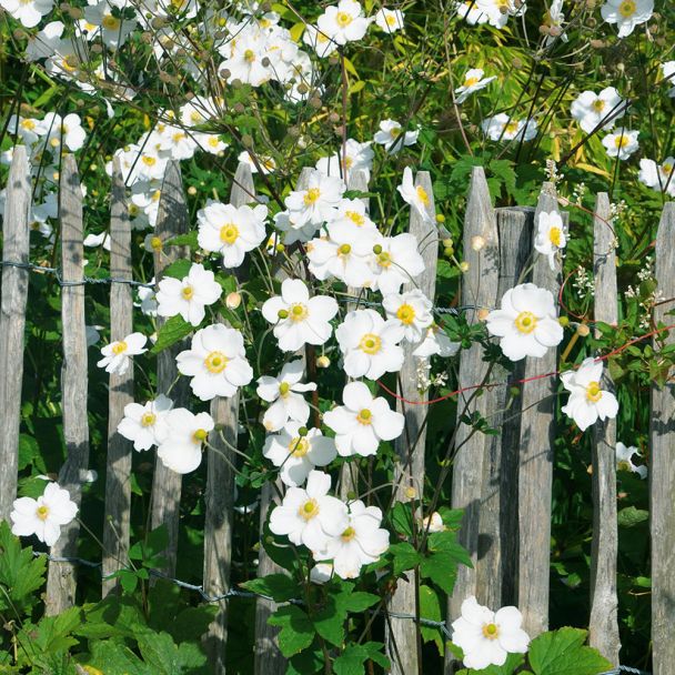 Herbst-Anemonen Weiß